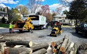 How Our Tree Care Process Works  in  Roselle Park, NJ
