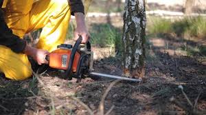 Best Tree Health Inspection  in Roselle Park, NJ