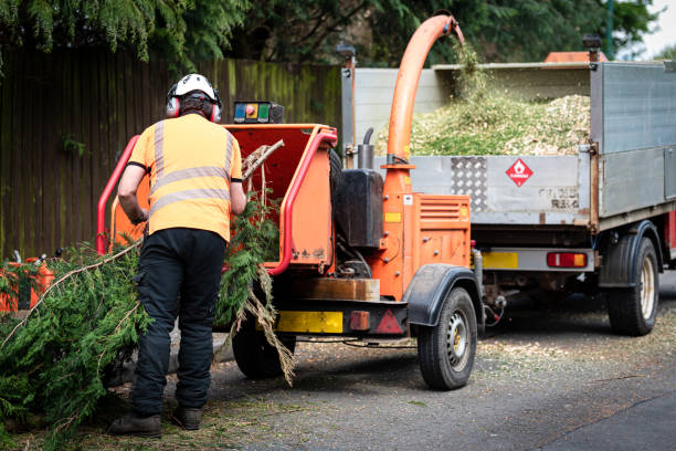 Best Pest Control for Lawns  in Roselle Park, NJ