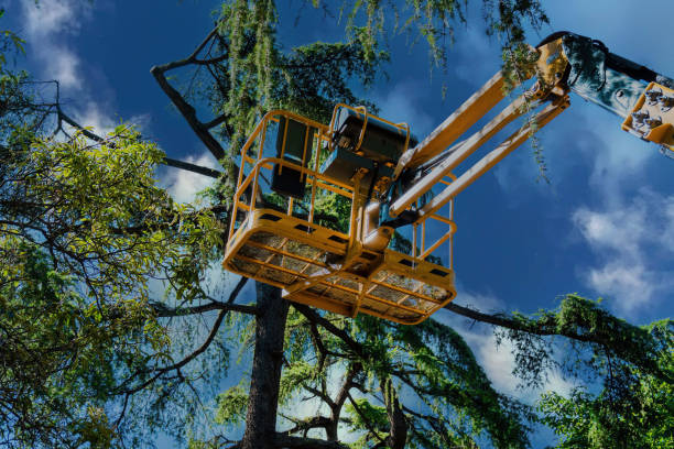 Best Palm Tree Trimming  in Roselle Park, NJ