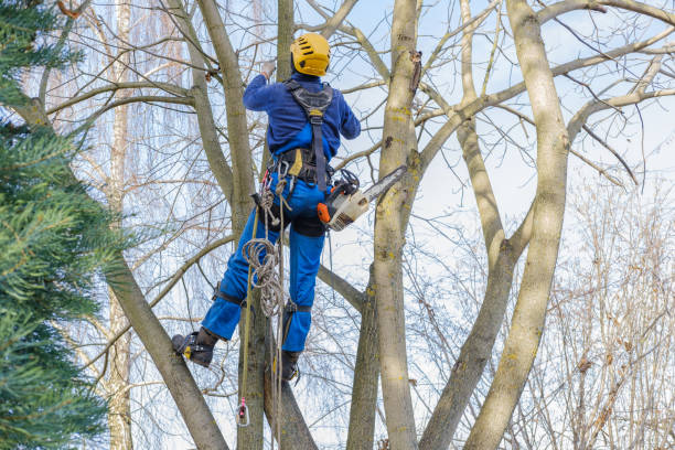 Best Commercial Tree Services  in Roselle Park, NJ