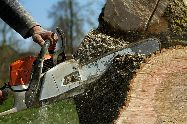Trusted Roselle Park, NJ Tree Services Experts