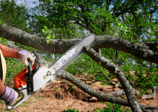 Best Stump Grinding and Removal  in Roselle Park, NJ